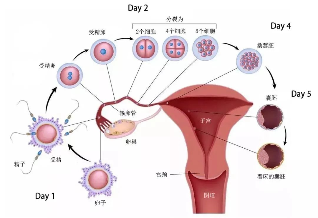 取卵后多久可以进行囊胚移植，全面解析移植时间窗口与关键因素