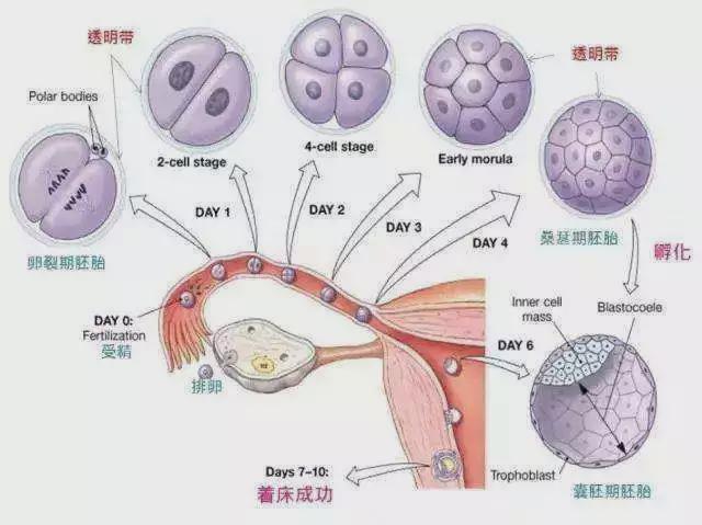 多囊取卵后直接移植，现代生殖医学的新选择