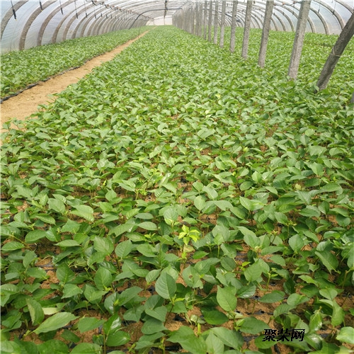 新疆树苗品种繁多，各具特色