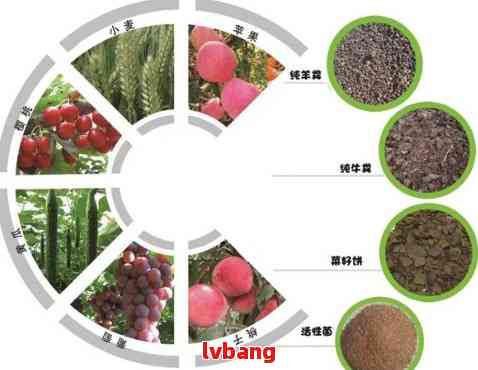 植物保温肥料品种，推动农业可持续发展的关键要素