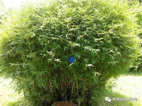 丛生大型竹的品种解析
