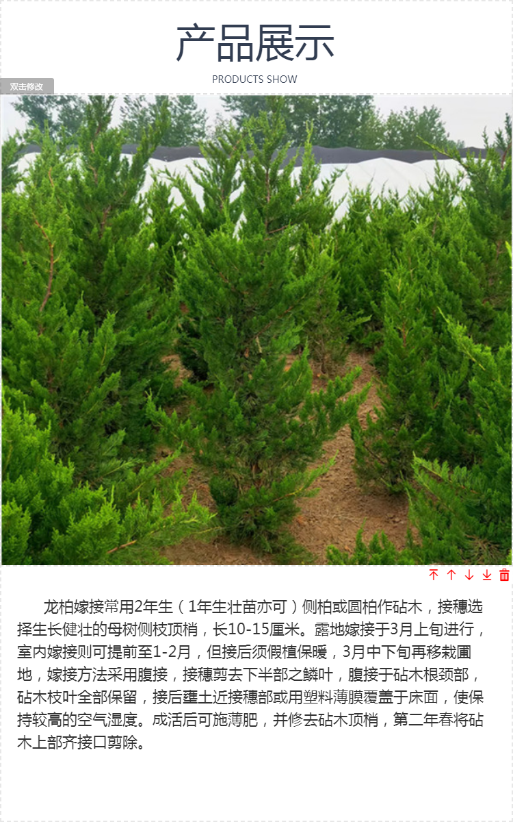 园林绿化松柏球类品种及其特点