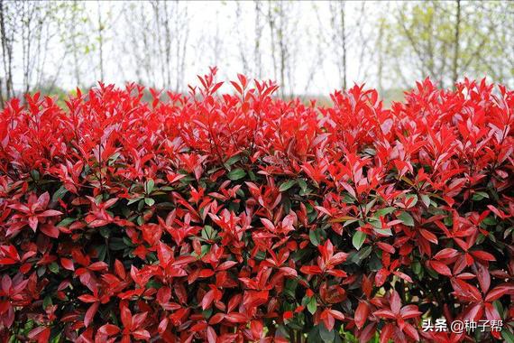 红叶石楠成品种植技术与实践