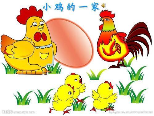 美术教案，鸡的一家