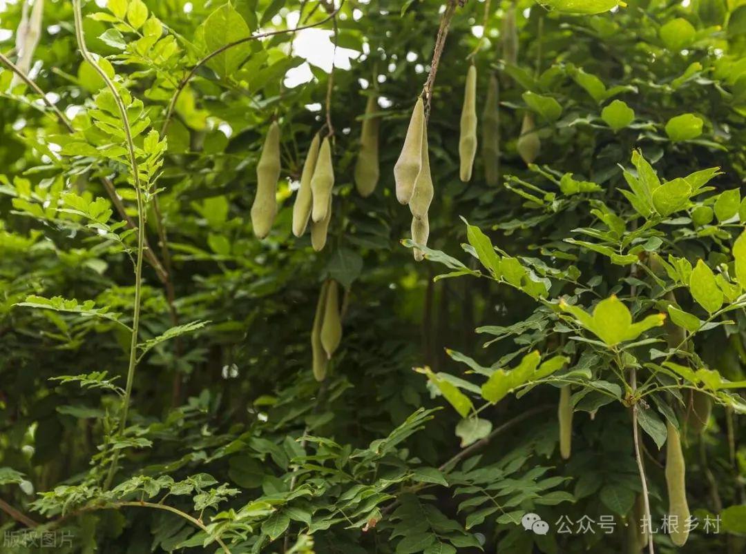 皂角树品种繁多，各具特色，究竟哪个品种更好，需要根据具体需求和用途来评估。本文将介绍皂角树的不同品种及其特点，以便读者选择最适合的品种。