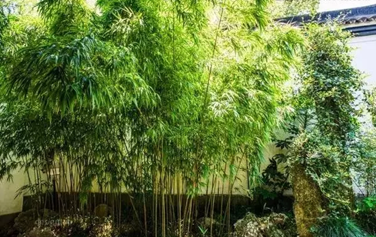 庭院竹子的选择，适合种植的品种