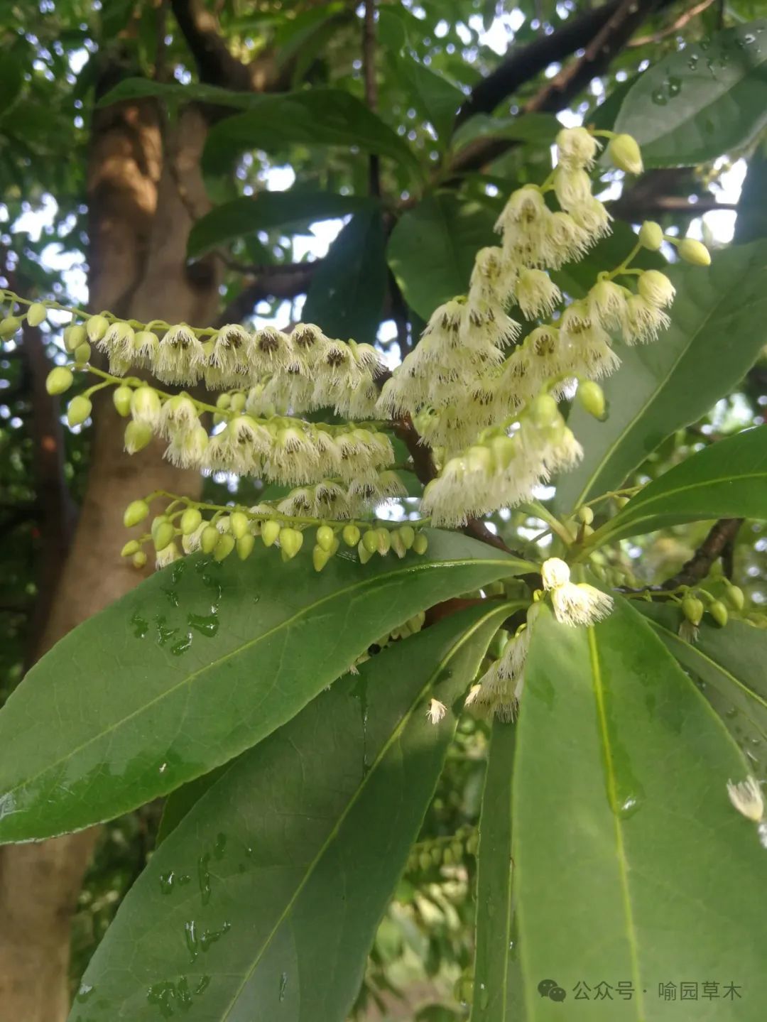 杜英品种，探索其多样性与独特魅力