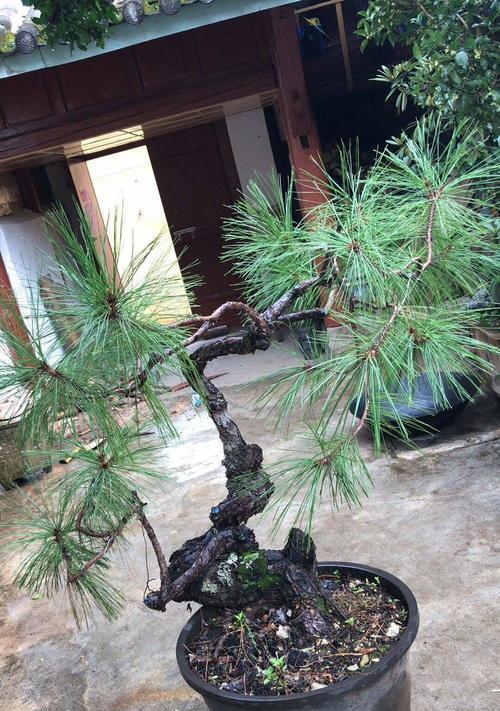 黑松品种繁多，各具特色，让我们一起探寻它们的奥妙