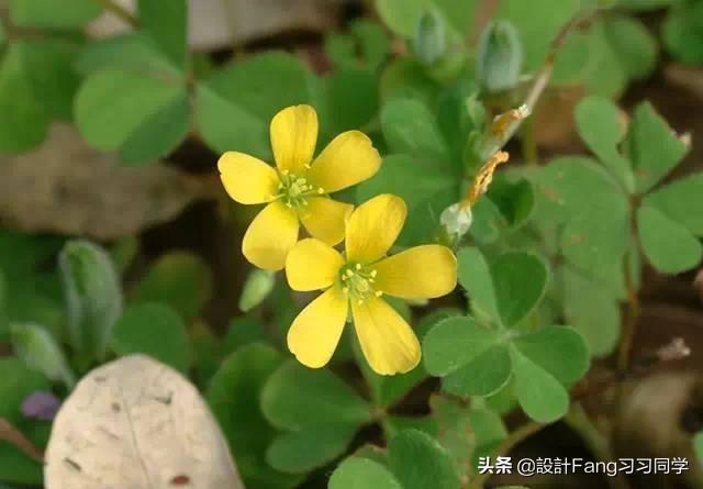 园林常用草品种介绍及图片展示
