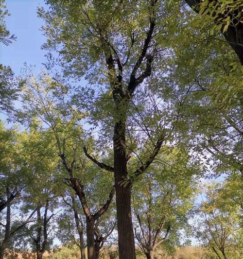 槐树品种繁多，各具特色，本文将介绍几种常见的槐树品种，并配以图片，以便读者更好地了解这些美丽的树种。