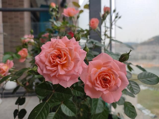 云南云秀花卉月季品种的魅力与多样性