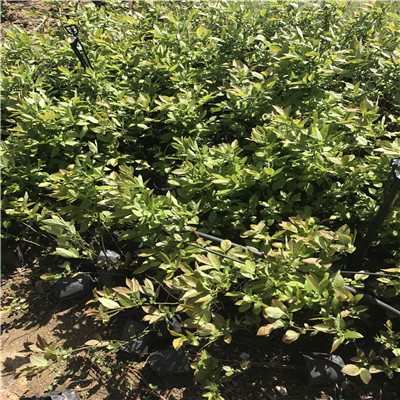 茶花直立品种的种类与特点