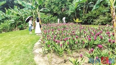 珍贵花灌木品种，美丽与价值的完美结合