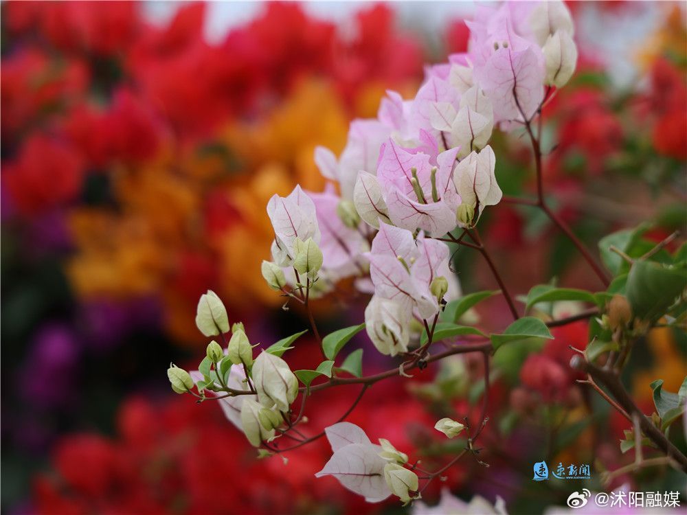 沭阳县花木品种繁多，绚丽多姿