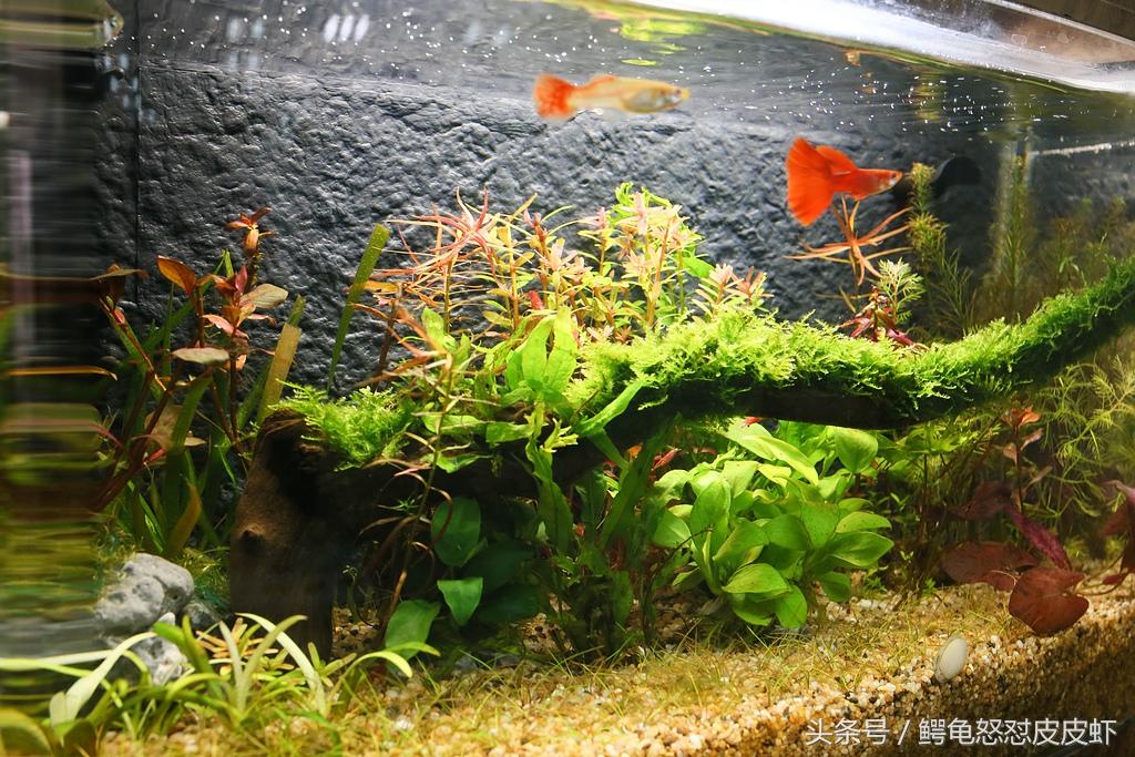 属阳性的植物品种，生长特性与种植指南