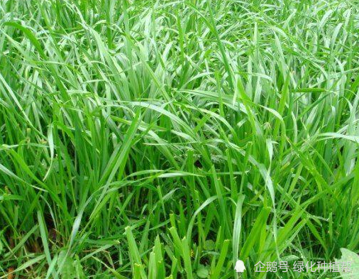 周口高羊茅草坪品种繁多种类齐全——打造优质生活环境的理想选择