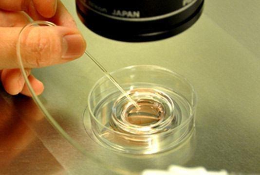 关于取卵过程中为何不宜使用香水的探讨