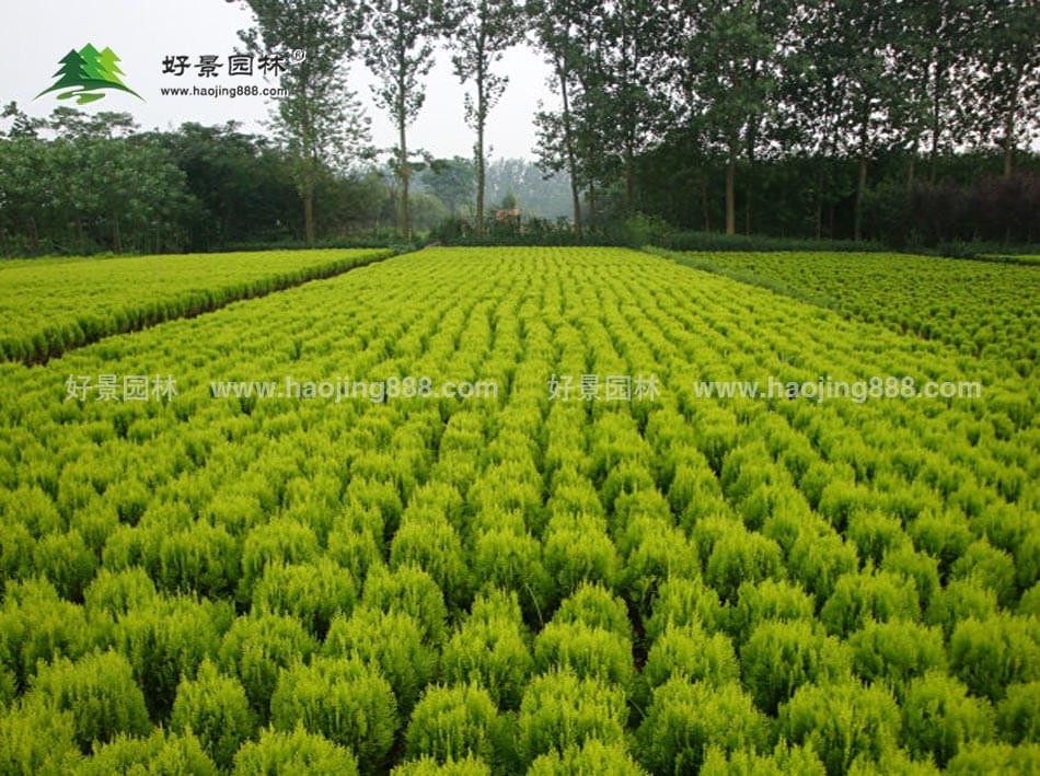 园林绿化色块品种，多彩自然的艺术展现