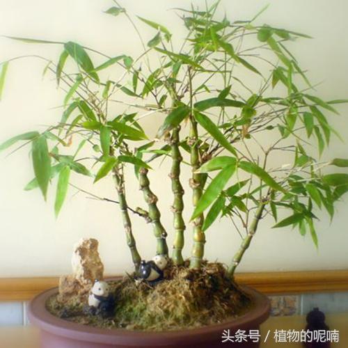 花园种竹，探寻最佳竹子品种的选择