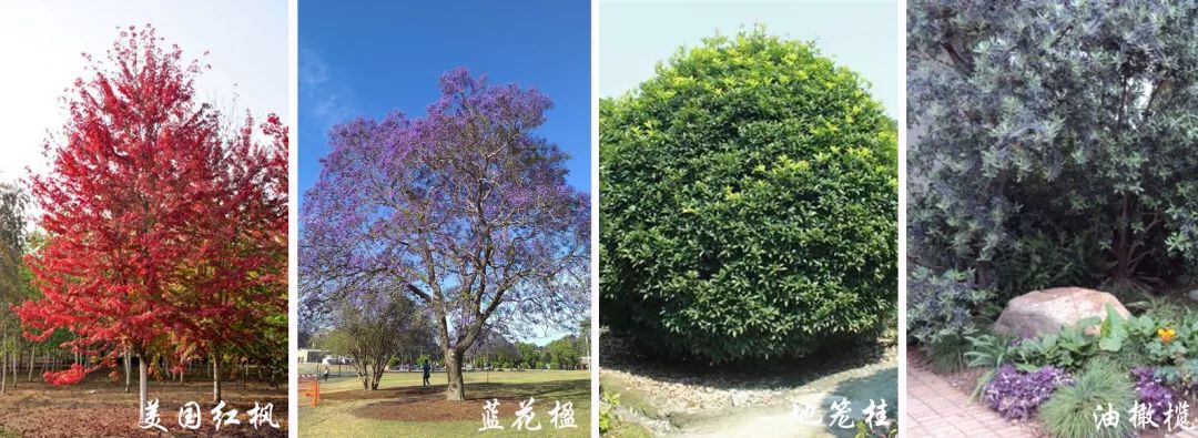 园林色块的灌木品种，丰富多样性与应用广泛性