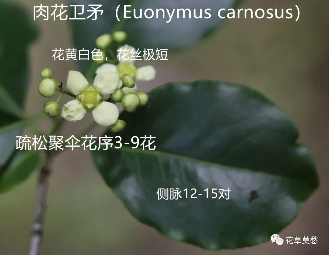 植物卫矛新品种名录，探索与发现