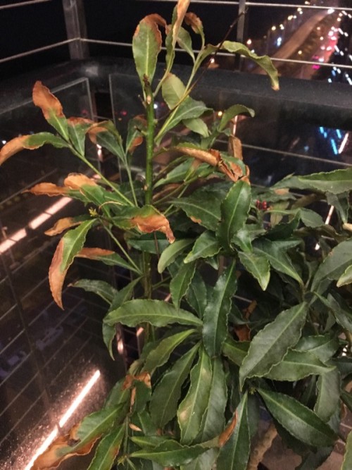 小灌木品种，多样性与应用