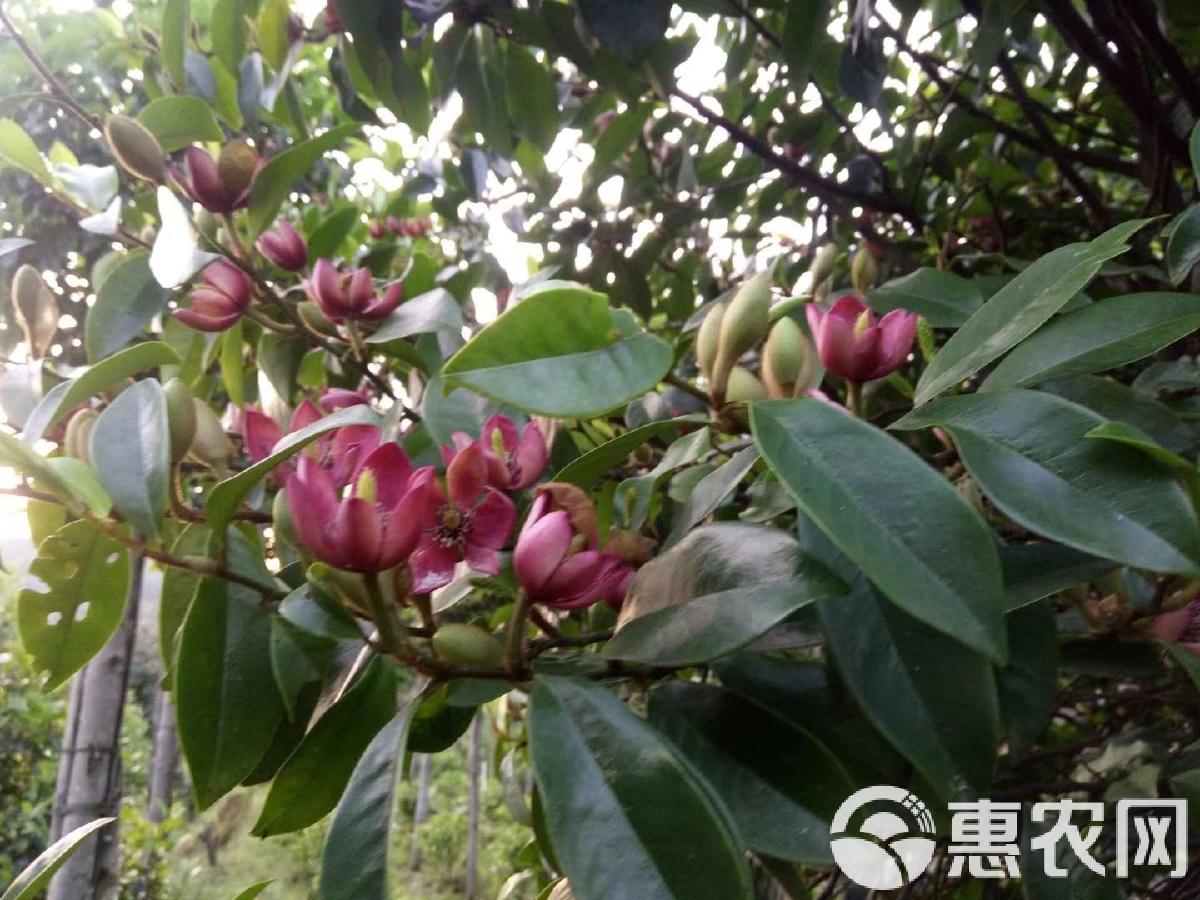 含笑球品种，探索其独特魅力与种植技巧
