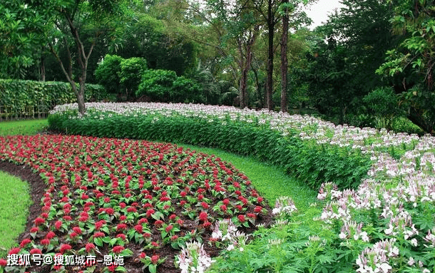 绿化植物品种，丰富多样性与生态价值的探索
