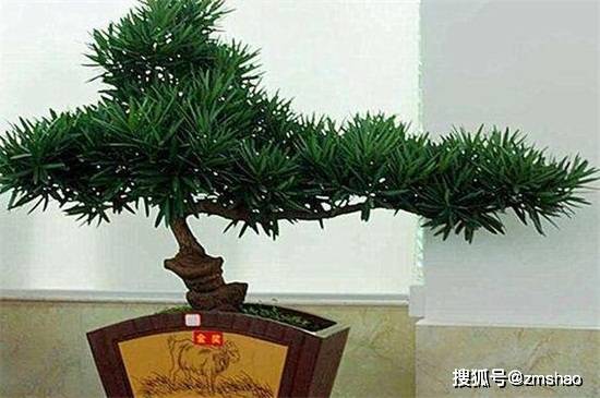 罗汉松的品种及其特点