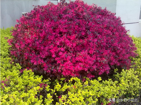 红花继木球品种，美丽与价值的完美结合
