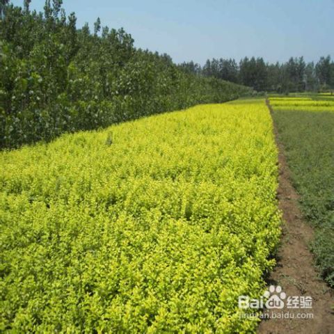 金叶女贞品种老化现象及其应对策略