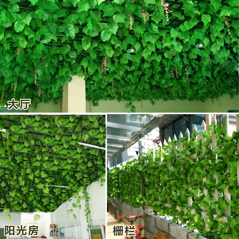 庭院藤蔓植物品种及其独特魅力