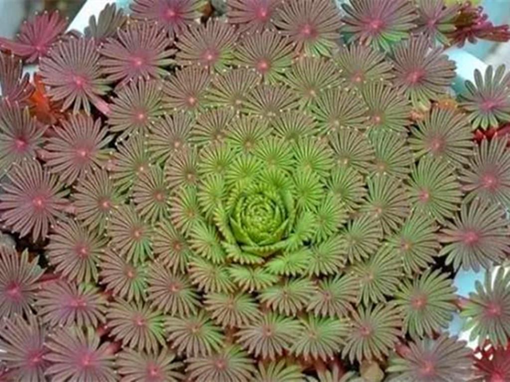 秋季花卉品种，绚烂多彩的自然画卷
