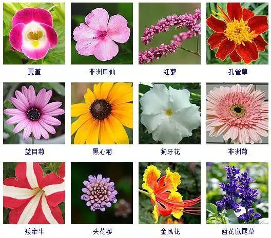 秋季植物开花的品种及其魅力