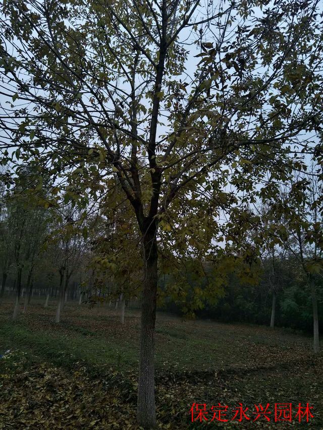 河北景区白蜡品种，自然之美与艺术之韵的完美结合