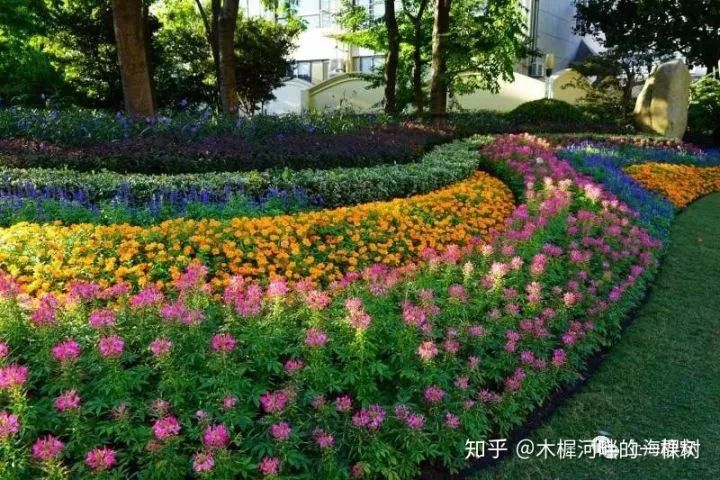花境品种搭配的艺术与技巧