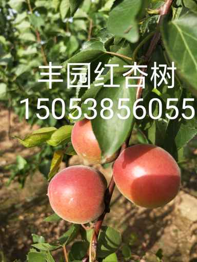 杏树品种繁多，图片展示及其特点分析