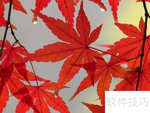 红枫品种繁多，哪个品种好看且容易养？